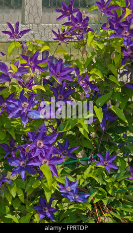 Clematis LADY BETTY BALFOUR Stock Photo