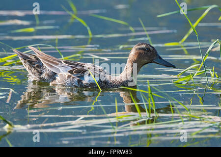Garganey (Anas querquedula) in water, female, Tyrol, Austria Stock Photo