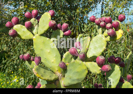 Prickly pear cactus (Opuntia ficus-indica) with fruit, Sardinia, Italy Stock Photo