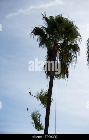 Palm Trees being trimmed in Southern California Stock Photo