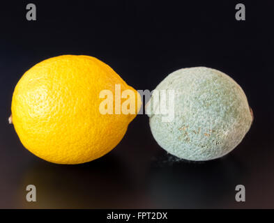 Organic lemon covered in dry gray blue mold facing a healthy one on a black background. Stock Photo