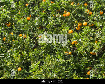 Oranges on their tree, vibrant green and yellow colours, in a garden in Tenerife Canary Islands Spain Stock Photo