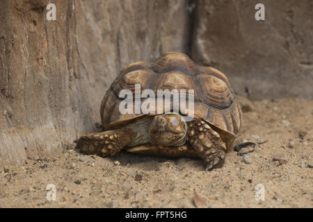 Burmese Starred Tortoise (Geochelone platynota) on the ground Stock Photo