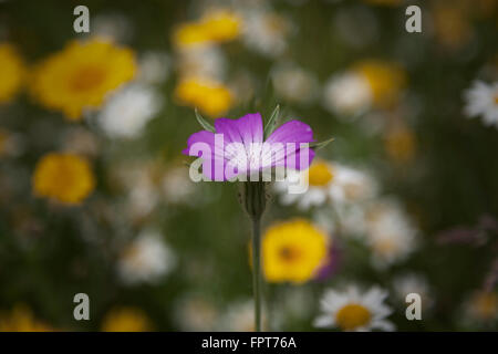 The common corn cockle, Agrostemma githago Stock Photo