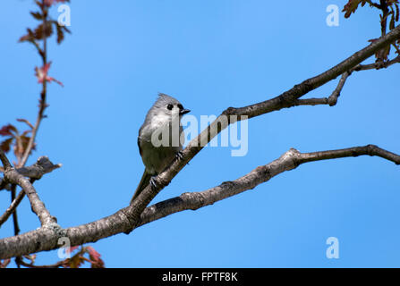 Tufted Titmouse bird perched in tree with sky blue background. Stock Photo