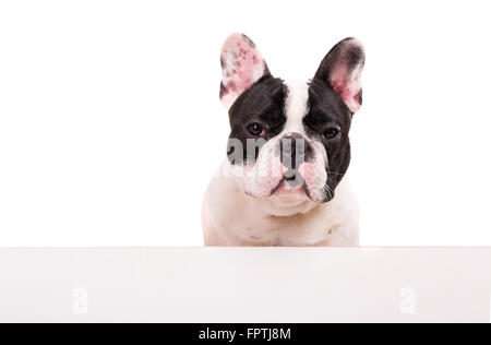 Funny French Bulldog puppy over a white banner, isolated Stock Photo