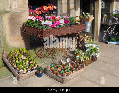 Florist's shop display with hyacinths, pelargoniums and cyclamen on the pavement in Hebden Bridge, Yorkshire. Stock Photo