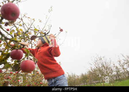 Boy picking apples from apple tree in an apple orchard, Bavaria, Germany Stock Photo