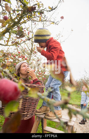 Mother and son picking apples from a tree and smelling them in an apple orchard, Bavaria, Germany Stock Photo