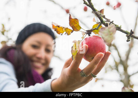 Close-up of a woman picking an apple from a tree in an apple orchard, Bavaria, Germany Stock Photo