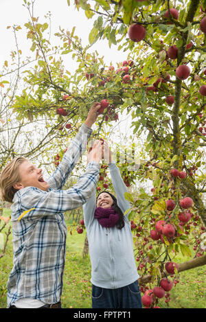 Woman and man laughing and picking apples passionately from a tree in apple orchard, Bavaria, Germany Stock Photo