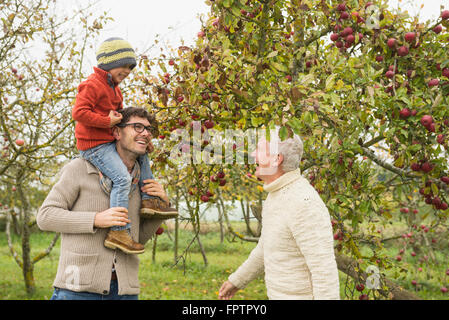 picking apples bavaria germany munich generation multi apple alamy father son grandfather tree similar