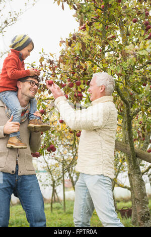 Father, son and grandfather picking apples from apple tree in an apple orchard, Bavaria, Germany Stock Photo