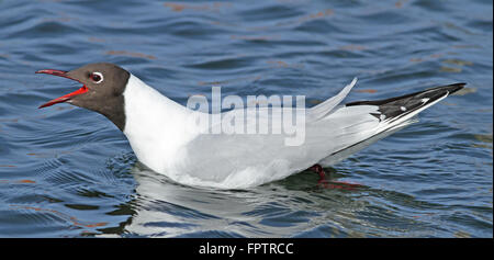 Black-headed gull, swimming and screaming Stock Photo