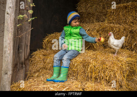 Little boy sitting on straw in the stable and feeding apple to chicken bird, Bavaria, Germany Stock Photo
