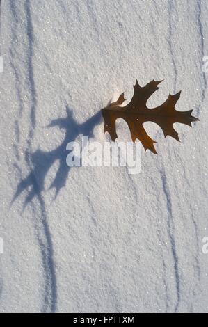 Northern Pin Oak leaf, (Quercus illipsoidalis) stand defiantly in the snow on a crisp January day Stock Photo