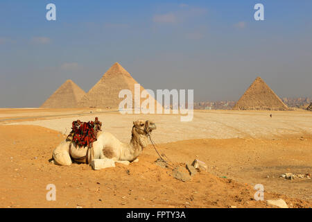 Camel relaxing at The Pyramids of Giza, man-made structures from Ancient Egypt in the golden sands of the desert with polluted C Stock Photo