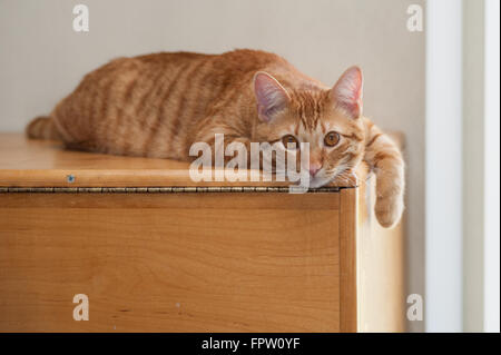 Orange cat lying on furniture faced to right. Stock Photo