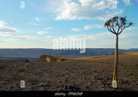 Quiver Tree - Namibia Stock Photo