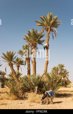 Man gathering the ripe dates from a high date palm (Phoenix dactylifera), palmeries between Erfoud and Rissani in the Tafilalt Stock Photo