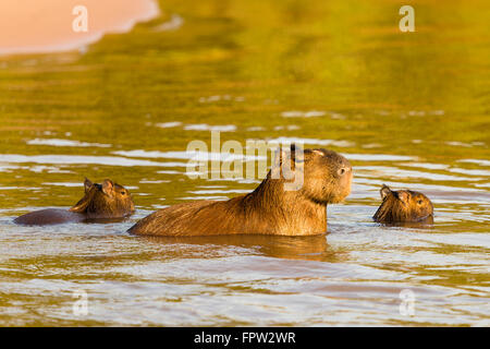 Capybara (Hydrochoerus Hydrochaeris) with young in water, Northern Pantanal, Brazil Stock Photo