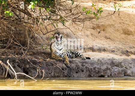 Jaguar (Panthera Onca) yawning, lying at rivershore, Northern Pantanal, Brazil Stock Photo