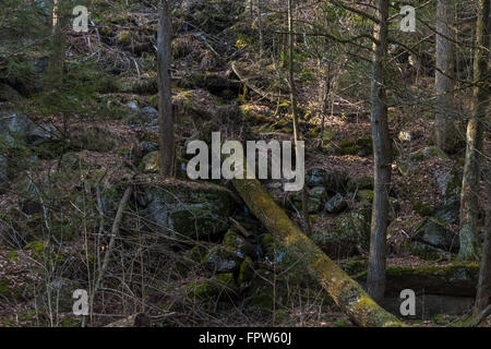 Beautiful scenery in a central Pennsylvanian forest. Stock Photo