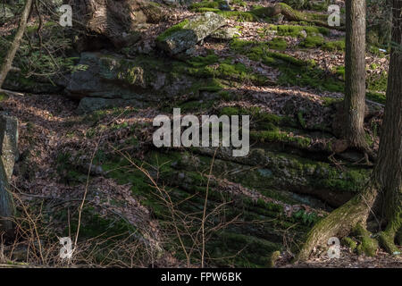 Beautiful scenery in a central Pennsylvanian forest. Stock Photo