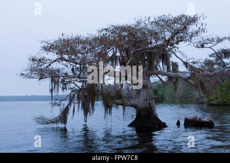 Cypress trees at dawn, Blue Cypress Conservation Area, Florida Stock Photo