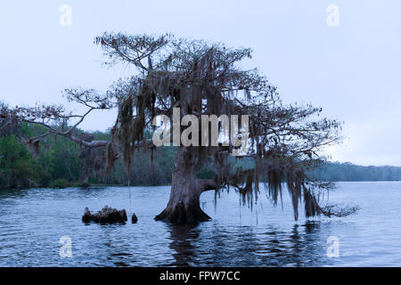 Cypress trees at dawn, Blue Cypress Conservation Area, Florida Stock Photo