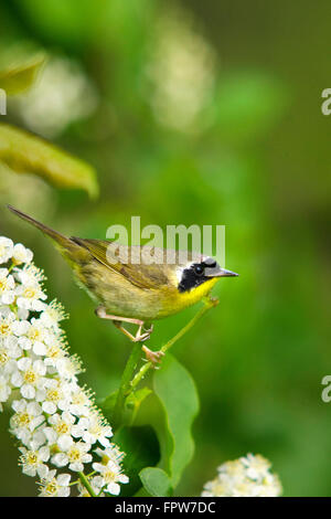 Common yellowthroat warbler on perch in summer garden habitat with white flowers. Stock Photo