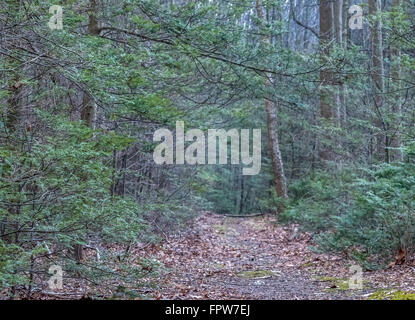 Beautiful scenery in a central Pennsylvanian forest. Stock Photo