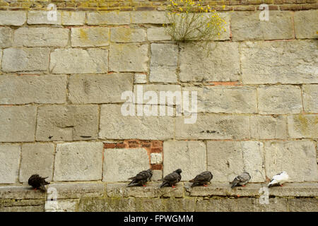 Get your pigeons in a row (playing on the idom 'Get your ducks in a row' - meaning to get organized). Pigeons sitting on narrow Stock Photo