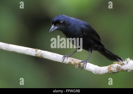 Ruby-crowned tanager (Tachyphonus coronatus) male on branch in garden, Itanhaem, Brazil Stock Photo