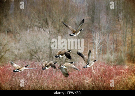 Canada geese migration flying over spring forest New York landscape North America, USA. Stock Photo