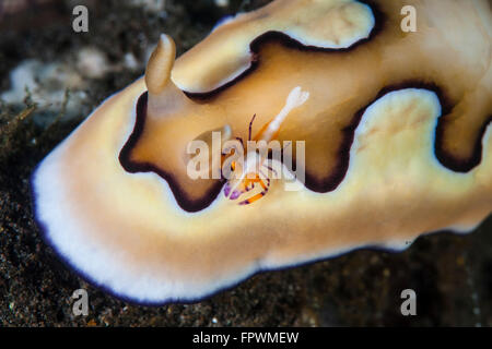 A tiny emperor shrimp (Periclimenes imperator) hitches a ride on a nudibranch in Komodo National Park, Indonesia. This beautiful
