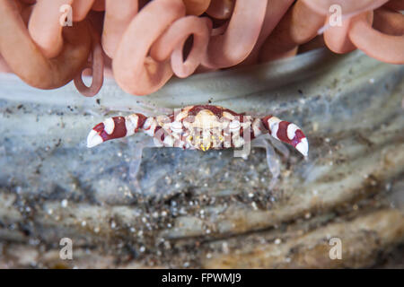 A harlequin swimming crab (Lissocarcinus laevis) sits on its host tube anemone in Komodo National Park, Indonesia. This tropical Stock Photo