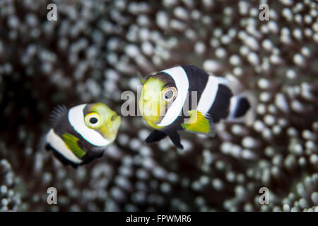 A pair of young saddleback anemonefish (Amphiprion polymnus) swim near the tentacles of their host anemone in Indonesia. Stock Photo