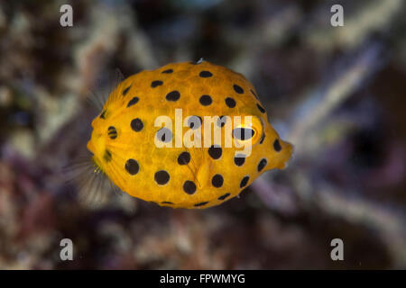 A juvenile yellow boxfish (Ostracion cubicus) swims above the seafloor near the island of Sulawesi, Indonesia. This tropical reg Stock Photo