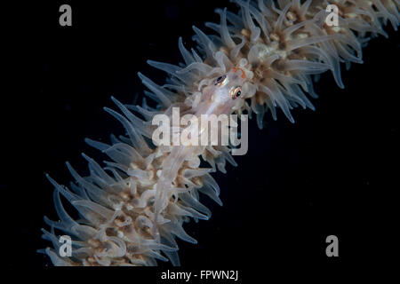 A wire coral goby (Bryaninops yongei) lives on a Cirripathes coral in Indonesia. This tropical region, within the Coral Triangle Stock Photo