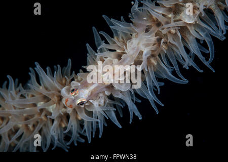 A wire coral goby (Bryaninops yongei) lives on a Cirripathes coral in Indonesia. This tropical region, within the Coral Triangle Stock Photo