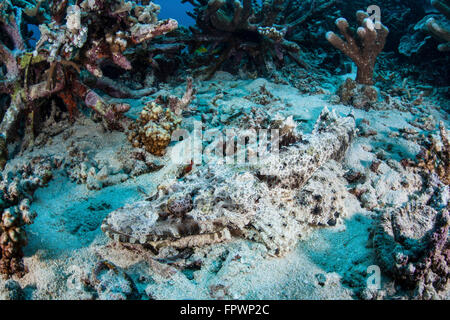 A Crocodilefish (Cymbacephalus beauforti) lays on the seafloor near an artificial reef off the island of Sulawesi, Indonesia. Th Stock Photo