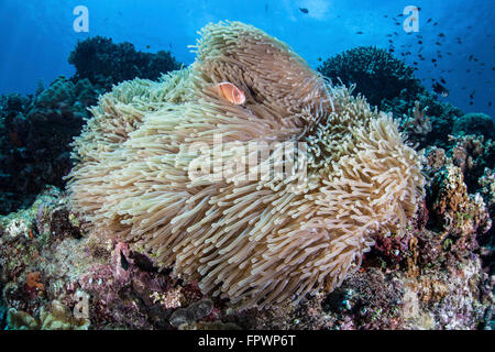 A pink anemonefish (Amphiprion perideraion) swims among the tentacles of its host anemone near the island of Sulawesi, Indonesia Stock Photo