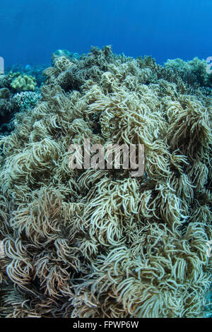 Colonies of soft coral (Sinularia sp.) thrive on a healthy reef near the island of Sulawesi, Indonesia. This beautiful, tropical Stock Photo