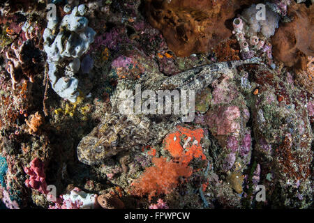 A large Crocodilefish (Cymbacephalus beauforti) lies on a colorful reef near the island of Sulawesi, Indonesia. This beautiful, Stock Photo