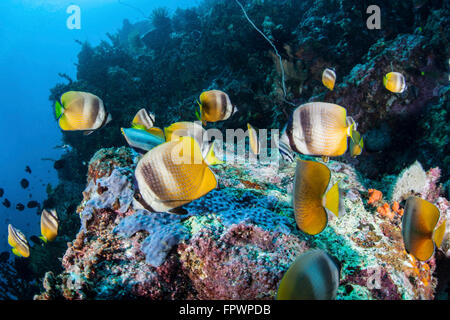 Klein's butterflyfish (Chaetodon kleinii) swim over a reef near the island of Sulawesi, Indonesia. This beautiful, tropical regi Stock Photo