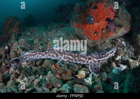 A coral catshark (Atelomycterus marmoratus) lays on the seafloor of Lembeh Strait, Indonesia. Lembeh Strait is known for its div Stock Photo