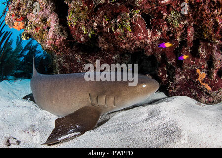 A nurse shark rests on the seafloor of Turneffe Atoll, off the coast of Belize. These large but harmless sharks feed on lobsters Stock Photo