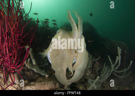 Full body view of a broadclub cuttlefish (Sepia latimanus) amongst a reef in green water, Komodo National Park, Indonesia. Stock Photo