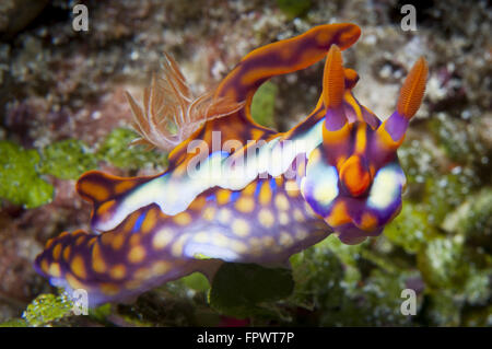 Yellow-Ridged Ceratosoma (Ceratosoma flavicostatum) nudibranch, head on view, Komodo National Park, Indonesia. Stock Photo